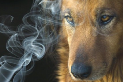 Humo de tabacos y las mascotas Humo de tabacos y las mascotas