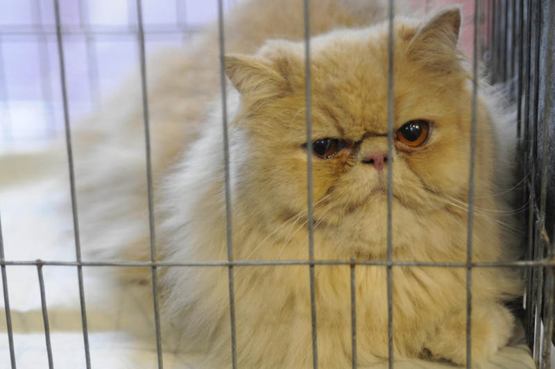 Expo Felina - P Expo Felina - P