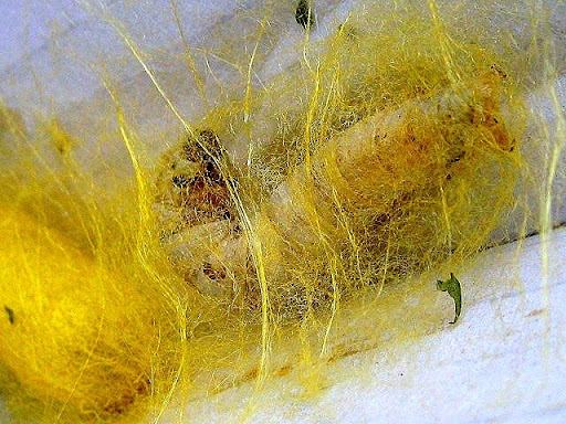 gusano de seda gusano de seda