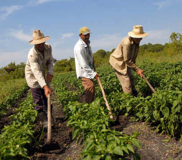 Agricultura_Economia cubana