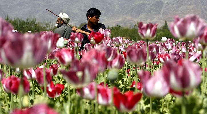 Siebra del cultivo de opio