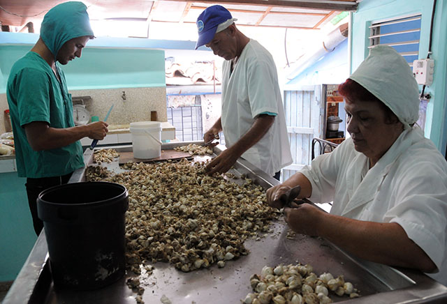 camaguey_2 camaguey_2