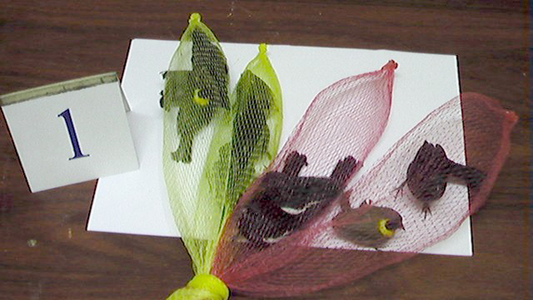 contrabando de aves contrabando de aves