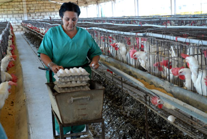 Avicultura cubana Avicultura cubana