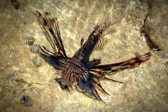 pez león en aguas cubanas pez león en aguas cubanas