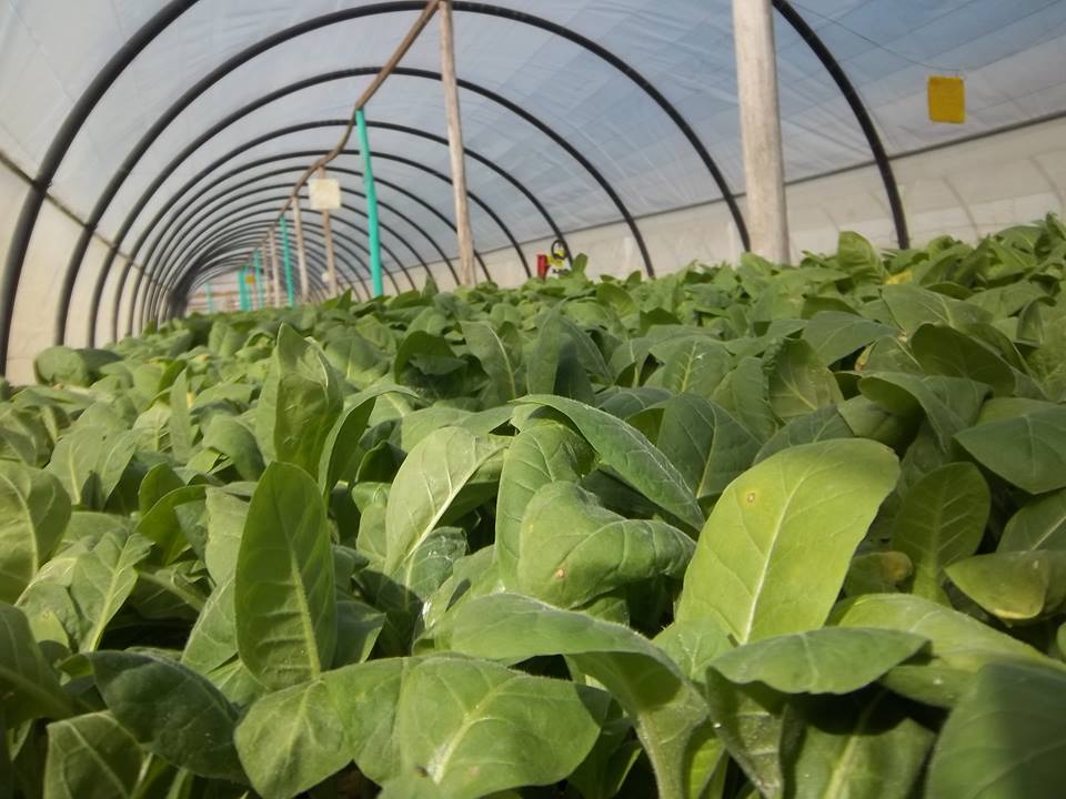 Tabaco Virginia Tabaco Virginia