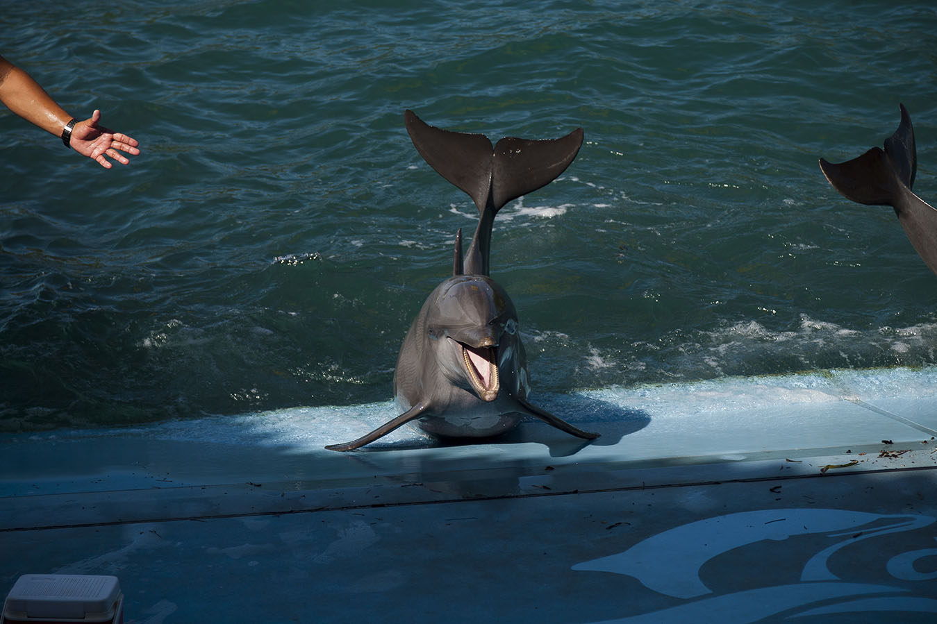 Delfinario de Cienfuegos Delfinario de Cienfuegos