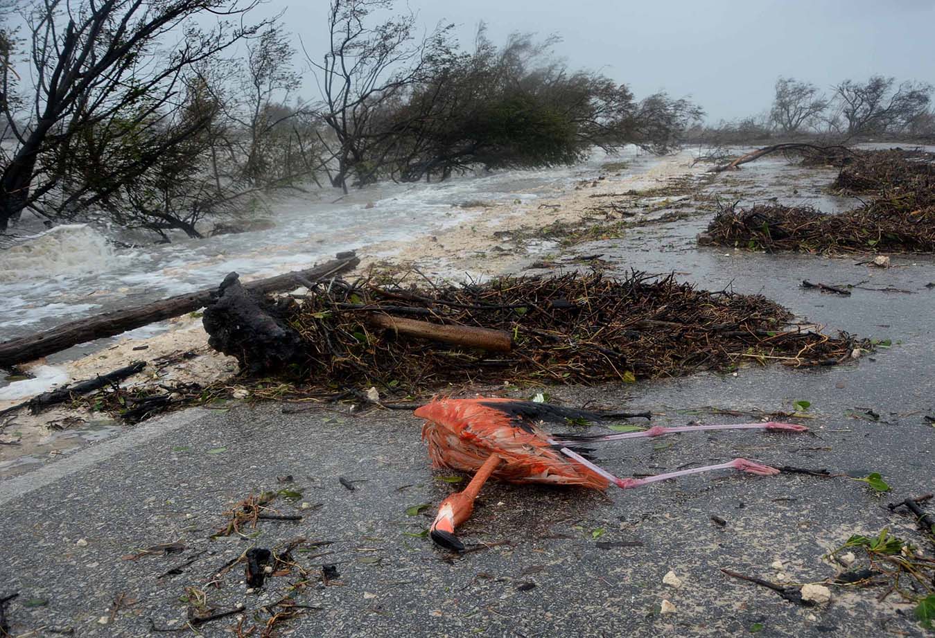 Un flamenco muerto después del paso del huracán Irma por el pedraplén de Cayo Coco, en horas del mediodía donde aún llovía y había marejadas y vientos fuertes, en Ciego de Ávila, Cuba, el 9 de septiembre de 2017.