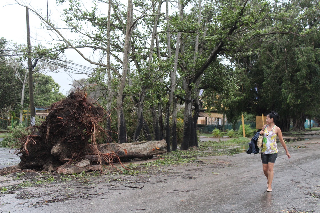 Los vientos de tormenta tropical del huracán Irma que azotaron durante toda la noche y madrugada, el sureste de la capital, provocaron la caída de árboles y del tendido eléctrico en algunas zonas del municipio de Cotorro, en la Habana, Cuba, el 10 de sept