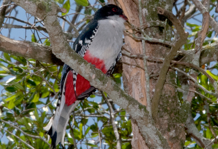 tocororo ramon barrera valdes tocororo ramon barrera valdes