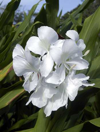 Mariposa blanca flor nacional de Cuba