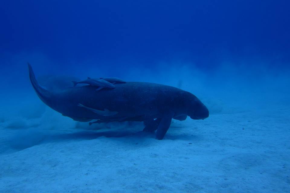 Manatí Antillano Manatí Antillano