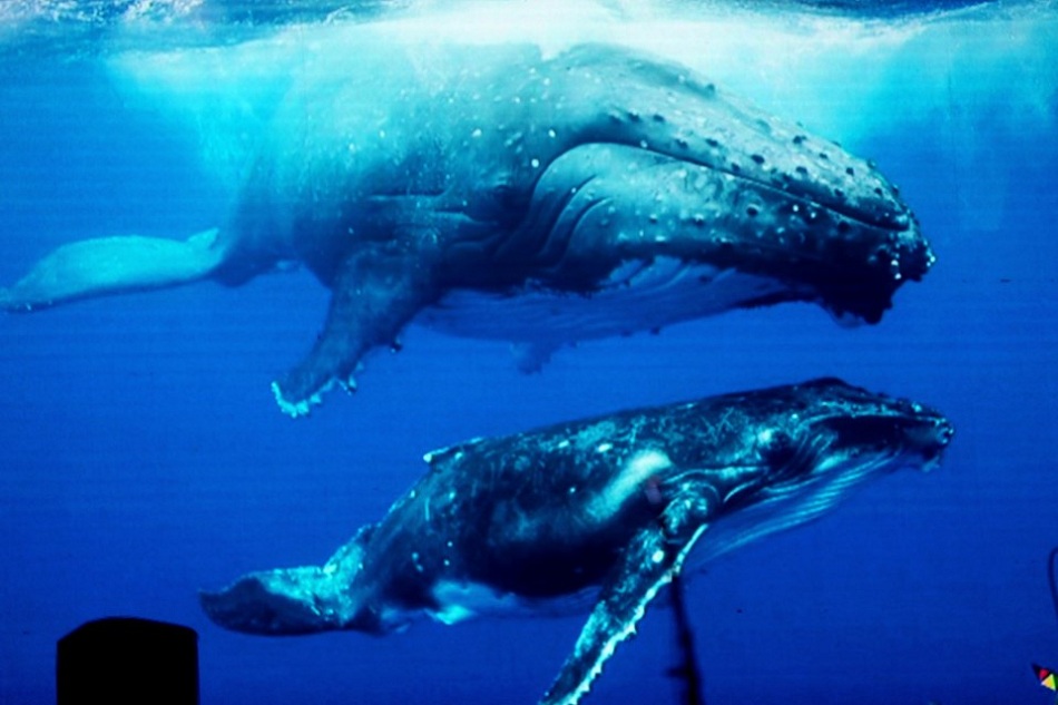 Ballenas jorobadas 3 Ballenas jorobadas 3