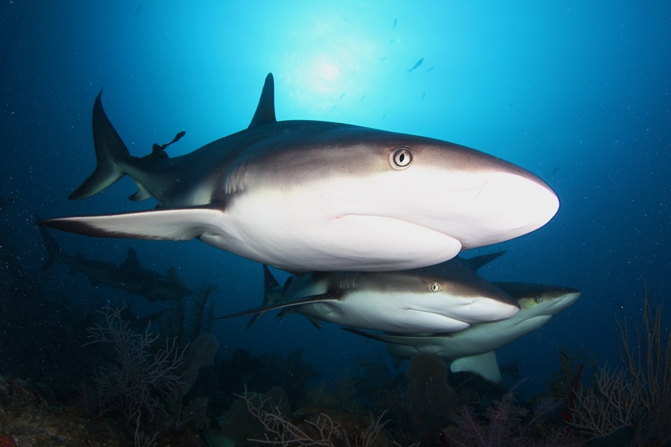 Tiburón Cuba2 Tiburón Cuba2