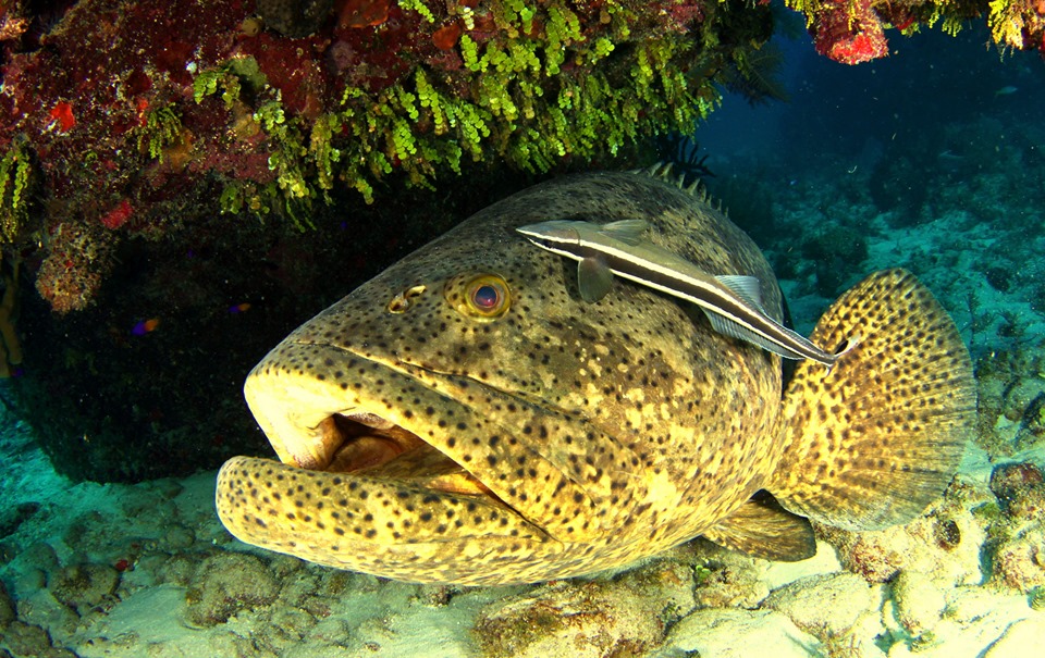 Pez Naturaleza Secreta Pez Naturaleza Secreta