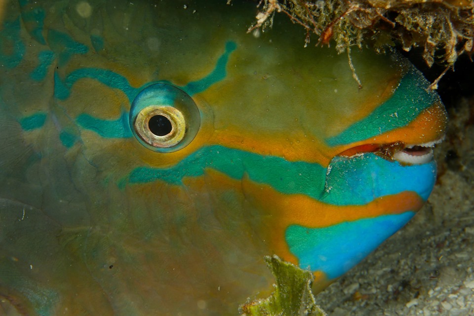 Pez loro portada Pez loro portada