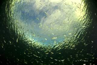 Sardinas-Cuba Sardinas-Cuba