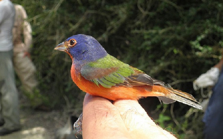 Pájaro mariposa - Villa Clara Pájaro mariposa - Villa Clara