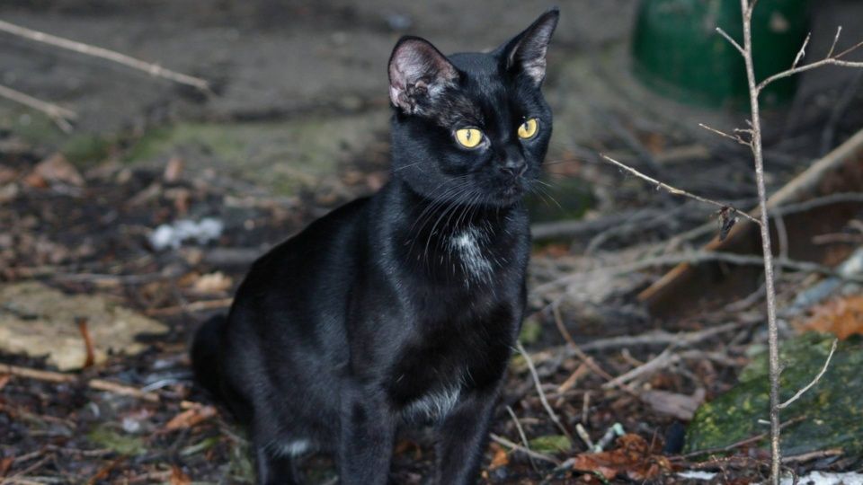 Gato negro Gato negro