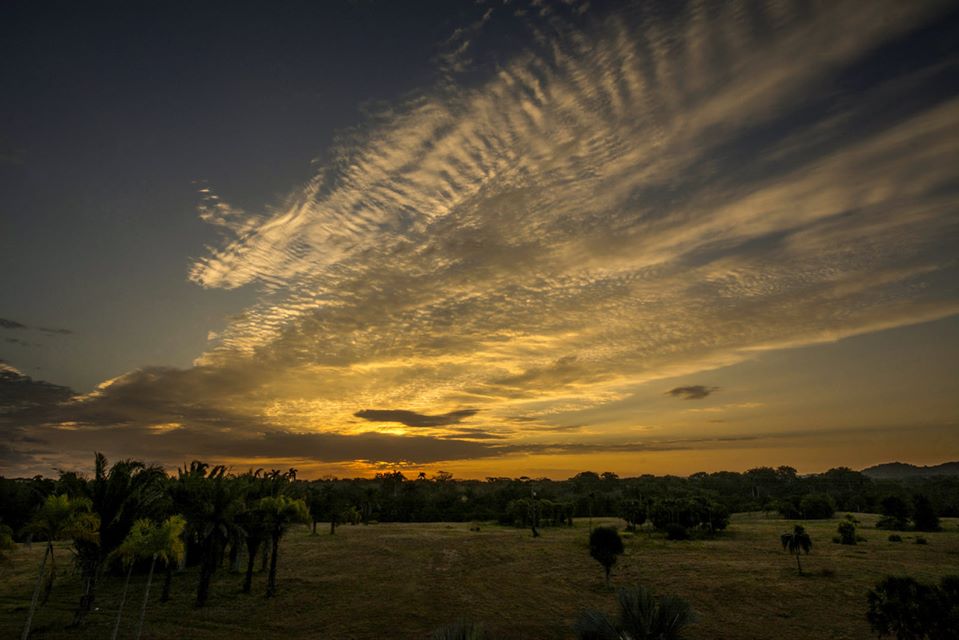 Arbolado Habana Arbolado Habana
