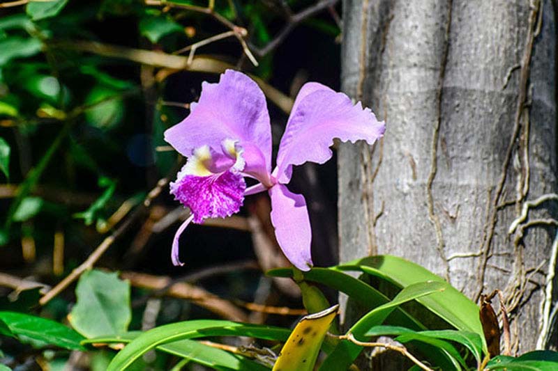 Orquidea Cuba