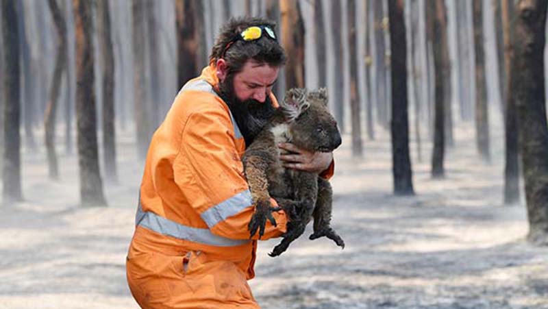 Koalas - Australia - Incendios