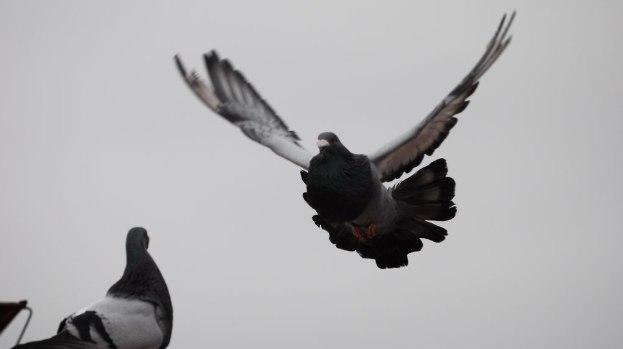 Palomas- Mario Ernesto Palomas- Mario Ernesto