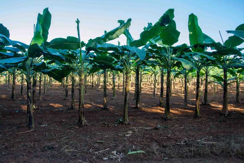 cultivo del platano cultivo del platano