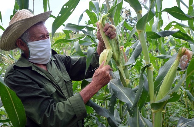 Campesinos agroecologista-CCS Domingo Hernández-Stgo Cuba