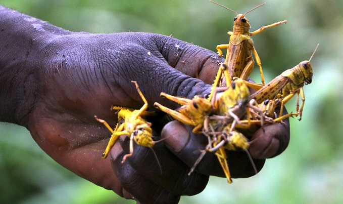 Langosta del desierto Langosta del desierto