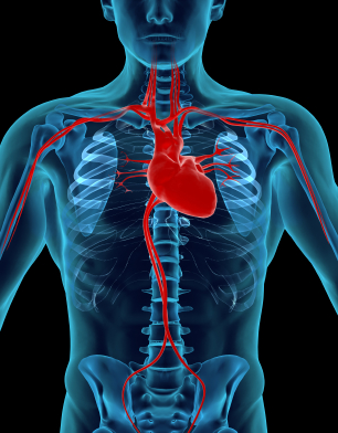 Estrategias para 'rejuvenecer' el corazón y las arterias