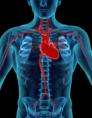Arteria-Corazón