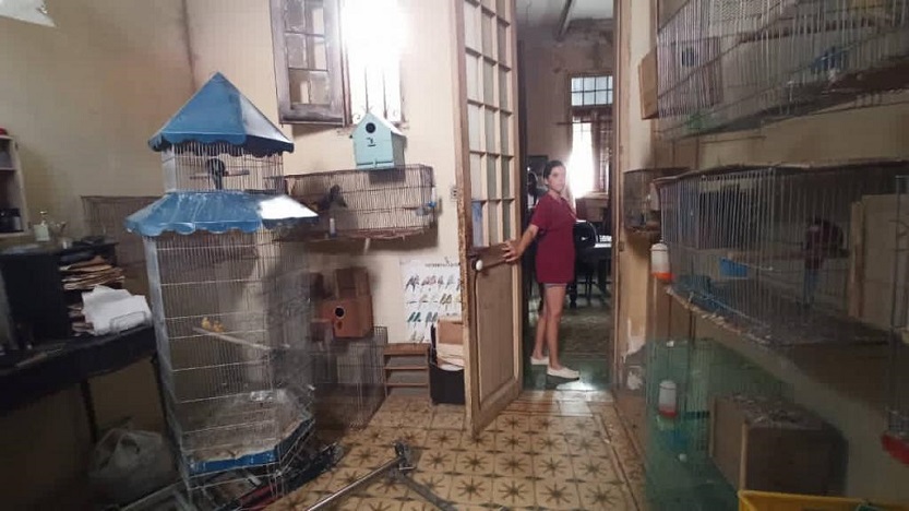 Arlettis González-Paloma-La muchacha de los pájaros Arlettis González-Paloma-La muchacha de los pájaros