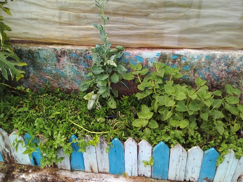 Agricultura familiar-La Timba Agricultura familiar-La Timba