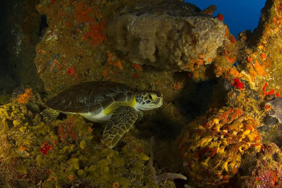 Tortuga Verde Tortuga Verde