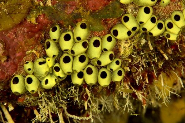 Acidias - Cuba Acidias - Cuba