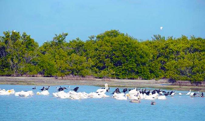 manglares cienfuegos manglares cienfuegos