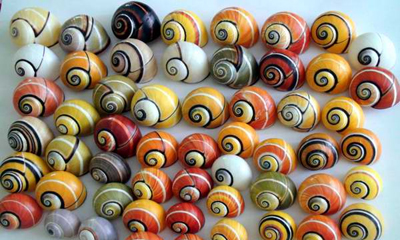 Polymita Picta-caracol pintado cubano Polymita Picta-caracol pintado cubano