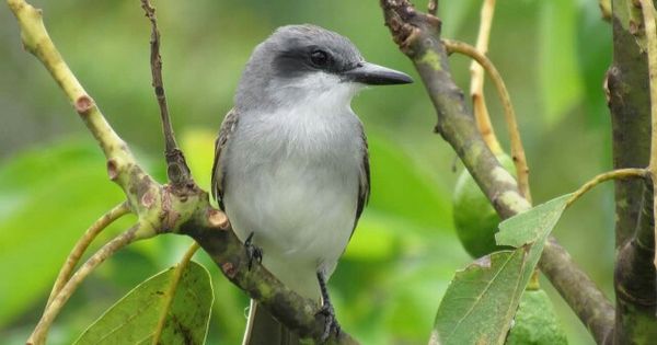 Pitirre real-Guantánamo Pitirre real-Guantánamo