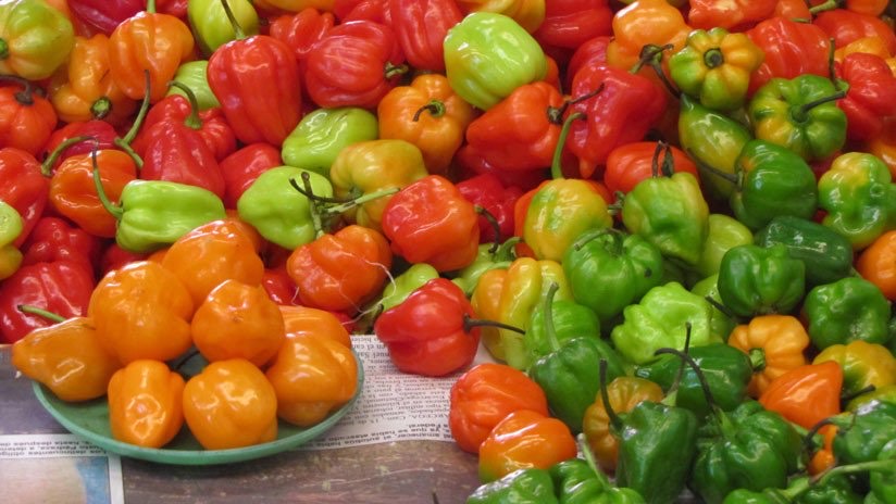 Ají cachucha Ají cachucha