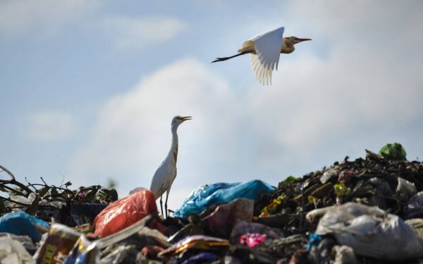 Aves en basurero Aves en basurero