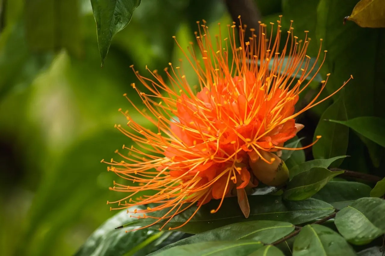 JARDÍN BOTÁNICO CUPAYNICÚ