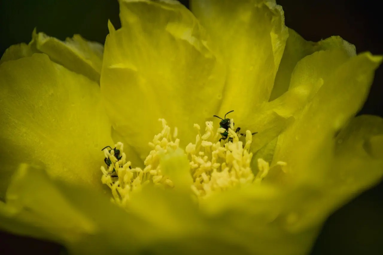 JARDÍN BOTÁNICO CUPAYNICÚ 