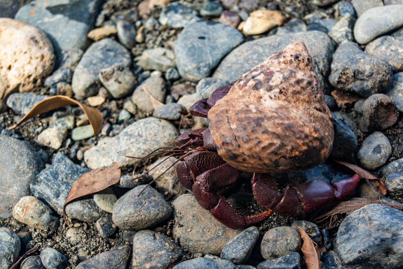 Cangrejo ermitaño (Macao)
