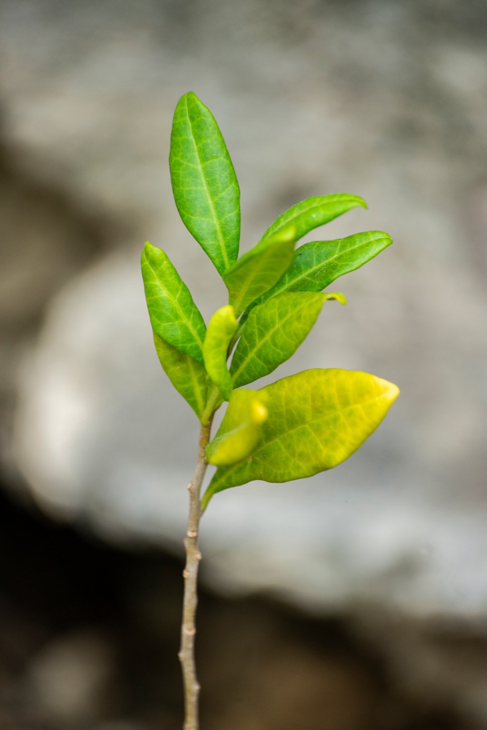 Ocho metros de botánica costera